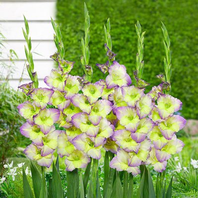 Gladiolus Moonlight Shadow