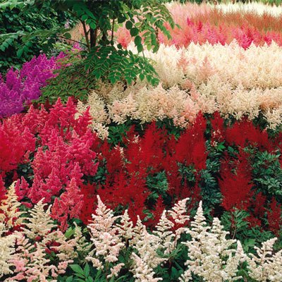 Astilbe Mixed