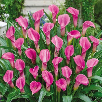 Free-Flowering Hybrid Calla Lily Garnet Glow