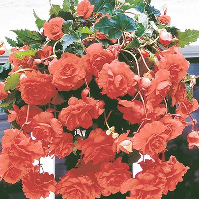 Double Hanging Basket Begonias Apricot 