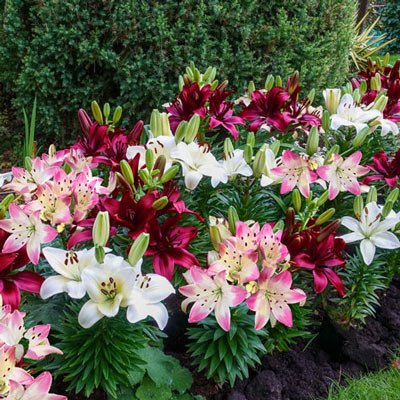 Summertime Medley Border Lily Mix 