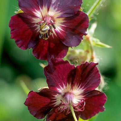 Hardy Geranium phaeum (Dusky Cranesbill)