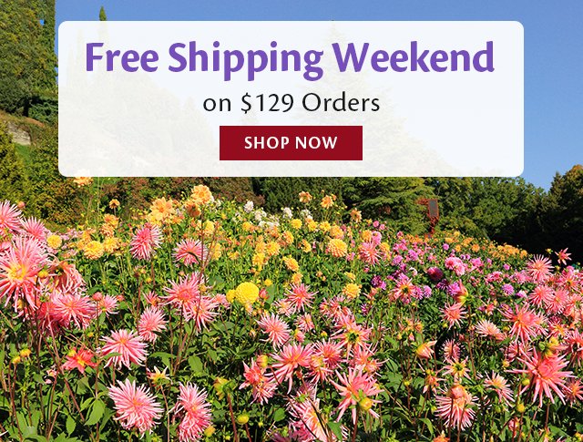 Free Shipping on \\$129