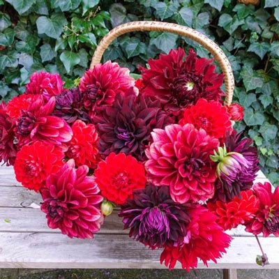 Hot Cha Cha Dahlia Blend