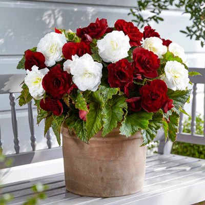 Double Begonia Duet Scarlet & White