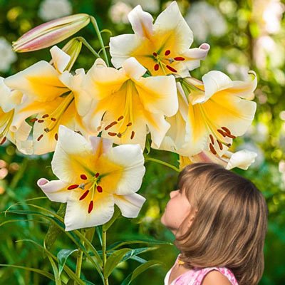 Giant Hybrid Lily Miss Peculiar