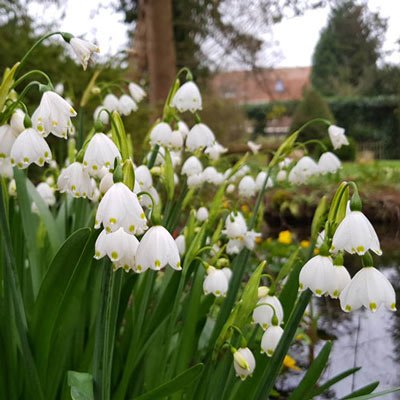 Leucojum aestivum (Summer Snowflake)