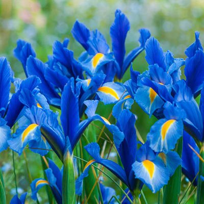 Dutch Iris Sapphire Beauty