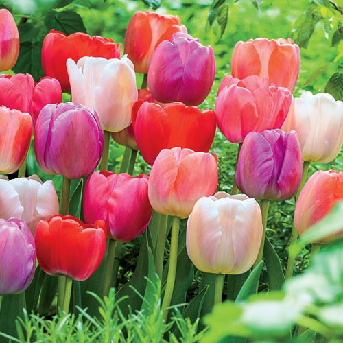 Darwin Hybrid Mixed Mid-Season Blooming Tulips