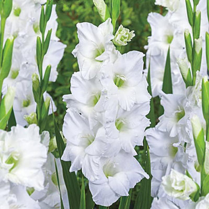 Gladiolus White Prosperity