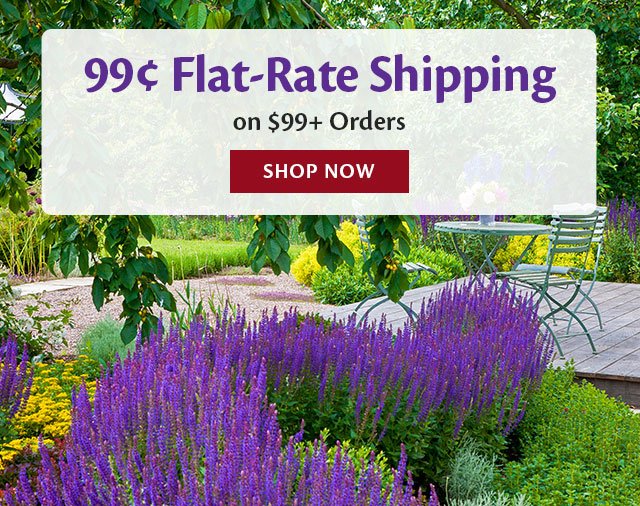 Flat Rate 99 Cent shipping on orders \\$99+