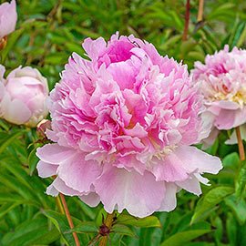 Double Peony Light Pink