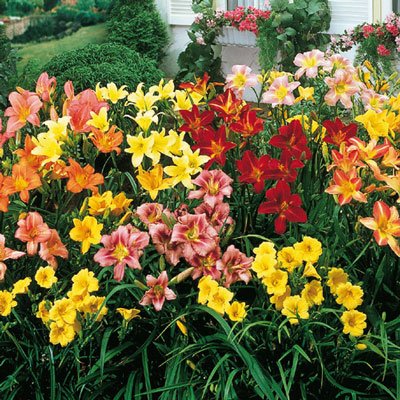 Select Daylily Mixture