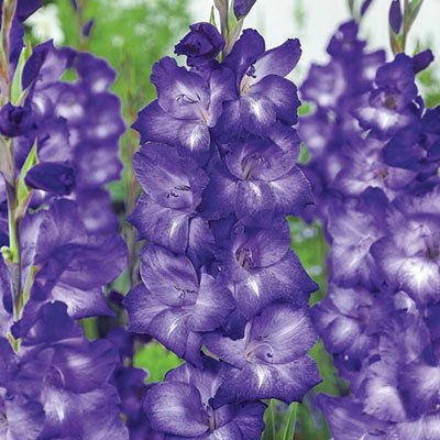 Gladiolus Blue Isle