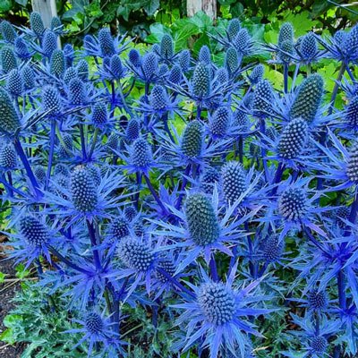 Beachside Blue Sea Holly