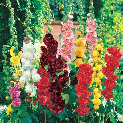 Chater's Mixed Double-Flowered Hollyhock