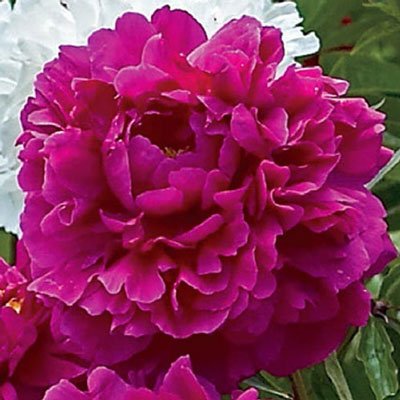 Double Peony Deep Pink