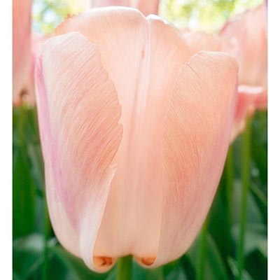 Darwin Hybrid Tulip Apricot Pride