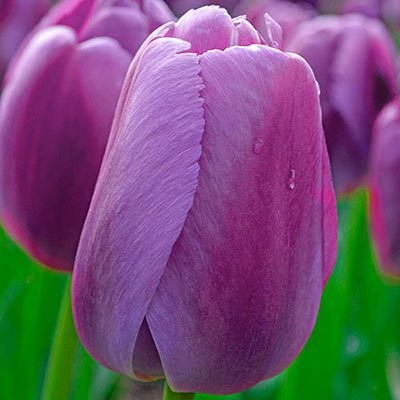 Darwin Hybrid Tulip Purple Pride