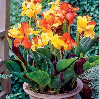 Dwarf Canna Cleopatra