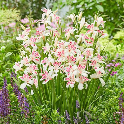 Hardy Gladiolus Elvira