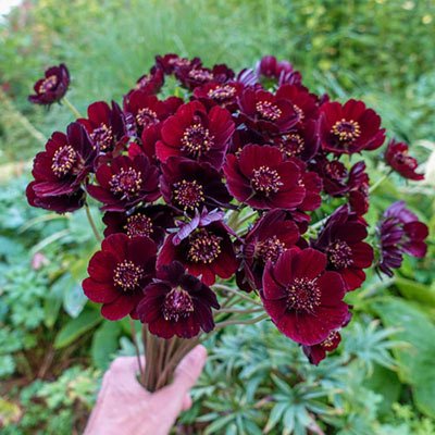 Chocolate Cosmos