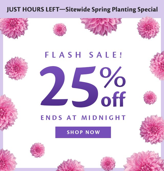 25% off Sitewide