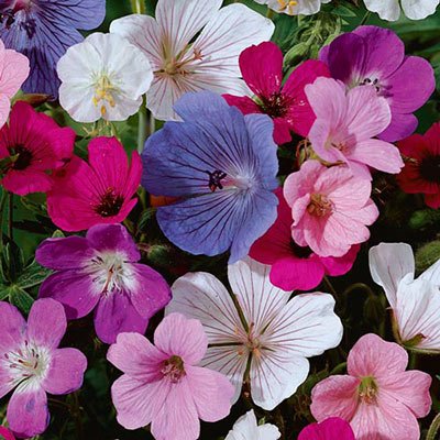 Hardy Geranium Mix