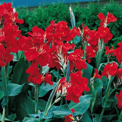 Dwarf Canna The President