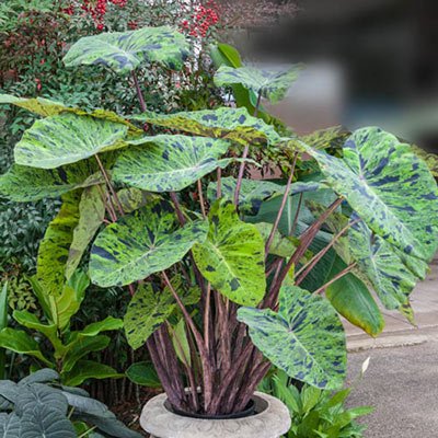 Colocasia Mojito