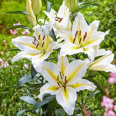 Oriental Lily Baferrari