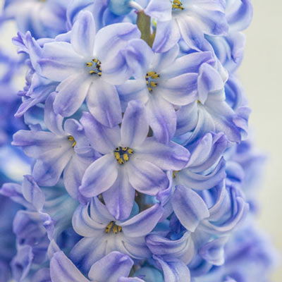 Hyacinth Aqua