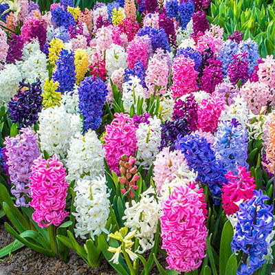 Fragrant Mixed Hyacinths