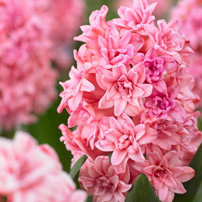 Double Hyacinth Spring Beauty 