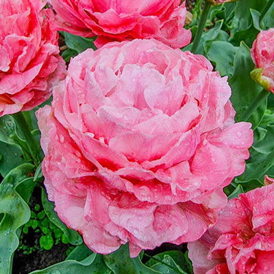 Double Peony Tulip Taiwan