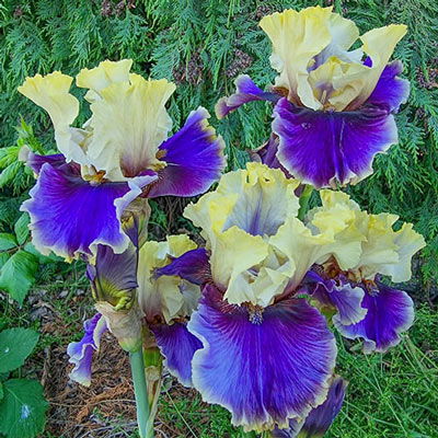 German Iris Let's Romp