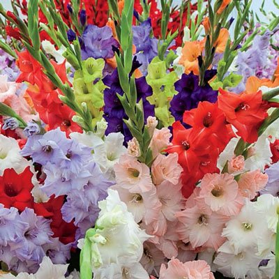 Hybrid Gladiolus Mixture