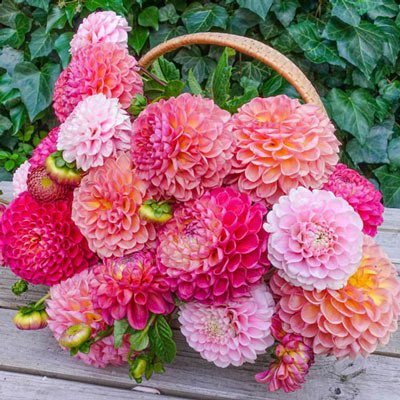 Warm Embrace Dahlia Blend