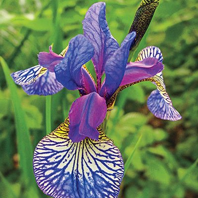 Shaker's Prayer Siberian Iris 