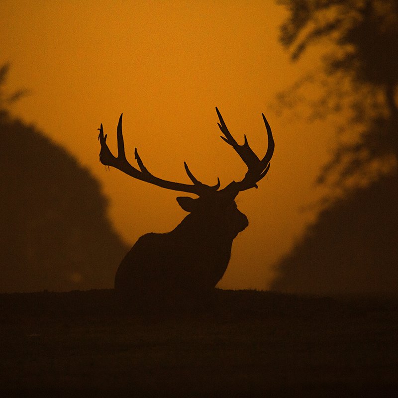 Best Lenses for Wildlife Photography