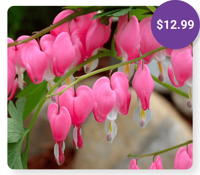2-Pc. Old-Fashioned Bleeding Hearts