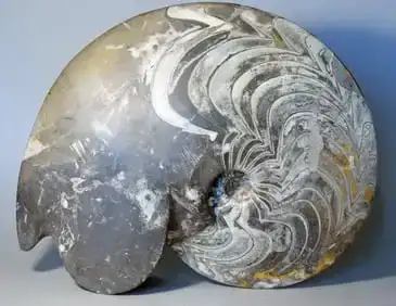 Fossilized Ammonites, Trilobites, And More!