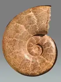 Fossilized Ammonites, Trilobites, and More!