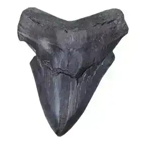 Megalodon Sharks Tooth 5 5/16" inch No Restorations Fossil Shark Tooth