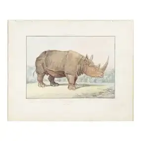 Charles Hamilton Smith Original Watercolor, Rhinoceros