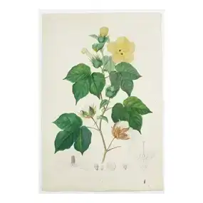 Pierre Jean Francois Turpin Original Watercolor, Gossypium hirsutum, Mexican Cotton or Upland Cotton