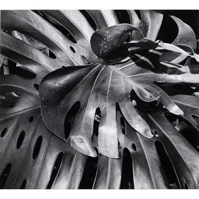 Photograph, Brett Weston