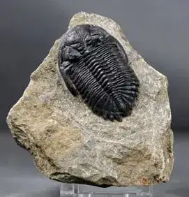 Injured or bitten trilobite with wound healed - Fossilised animal - Hollardops mesocristata - 6.2 cm