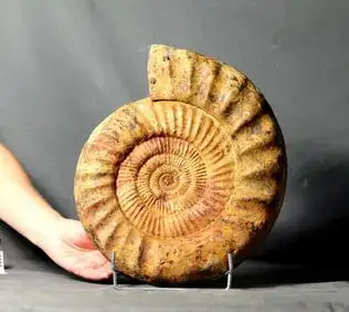 Fine and decorative fossil ammonite - Fossilised animal - Dichotomosphinctes aff. rota - 33.5 cm