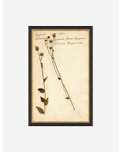 Herbarium C Wall Art - Black / 11" x 17"